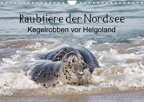 Raubtier der Nordsee – Kegelrobben vor Helgoland (Wandkalender 2023 DIN A4 quer) von Quentin,  Udo