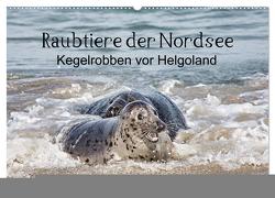 Raubtier der Nordsee – Kegelrobben vor Helgoland (Wandkalender 2024 DIN A2 quer), CALVENDO Monatskalender von Quentin,  Udo