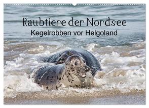 Raubtier der Nordsee – Kegelrobben vor Helgoland (Wandkalender 2024 DIN A2 quer), CALVENDO Monatskalender von Quentin,  Udo