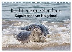 Raubtier der Nordsee – Kegelrobben vor Helgoland (Wandkalender 2024 DIN A3 quer), CALVENDO Monatskalender von Quentin,  Udo