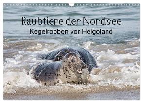 Raubtier der Nordsee – Kegelrobben vor Helgoland (Wandkalender 2024 DIN A3 quer), CALVENDO Monatskalender von Quentin,  Udo