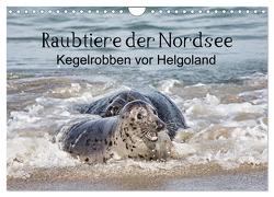 Raubtier der Nordsee – Kegelrobben vor Helgoland (Wandkalender 2024 DIN A4 quer), CALVENDO Monatskalender von Quentin,  Udo