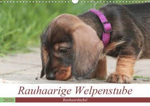 Rauhaarige Welpenstube (Wandkalender 2020 DIN A3 quer) von Mielewczyk,  Barbara