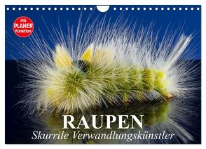 Raupen. Skurrile Verwandlungskünstler (Wandkalender 2024 DIN A4 quer), CALVENDO Monatskalender von Stanzer,  Elisabeth