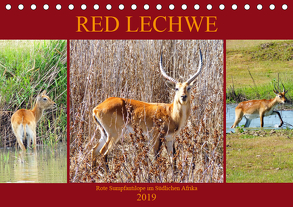 RED LECHWE Rote Sumpfantilope im Südlichen Afrika (Tischkalender 2019 DIN A5 quer) von Fraatz,  Barbara