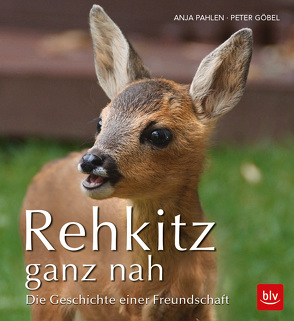 Rehkitz ganz nah von Göbel,  Peter, Pahlen,  Anja