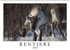 Rentiere (Wandkalender 2019 DIN A2 quer) von Worm,  Sebastian