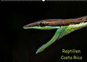 Reptilien Costa Rica (Wandkalender 2022 DIN A2 quer) von Dummermuth,  Stefan