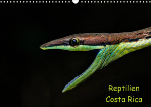 Reptilien Costa Rica (Wandkalender 2022 DIN A3 quer) von Dummermuth,  Stefan