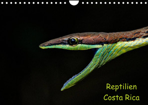 Reptilien Costa Rica (Wandkalender 2022 DIN A4 quer) von Dummermuth,  Stefan