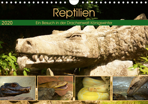 Reptilien. Ein Besuch in der Drachenwelt Königswinter (Wandkalender 2020 DIN A4 quer) von Stoerti-md