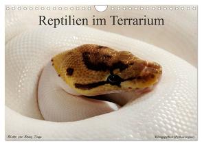 REPTILIEN IM TERRARIUM (Wandkalender 2024 DIN A4 quer), CALVENDO Monatskalender von Trapp,  Benny