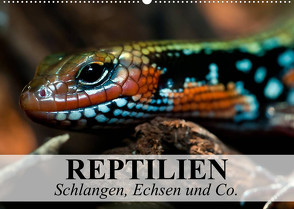 Reptilien Schlangen, Echsen und Co. (Wandkalender 2023 DIN A2 quer) von Stanzer,  Elisabeth