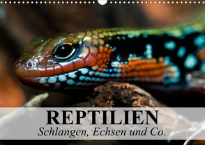 Reptilien Schlangen, Echsen und Co. (Wandkalender 2023 DIN A3 quer) von Stanzer,  Elisabeth