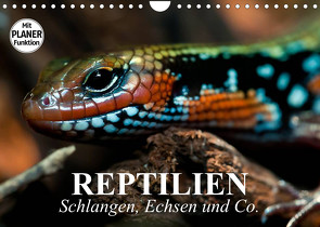 Reptilien. Schlangen, Echsen und Co. (Wandkalender 2023 DIN A4 quer) von Stanzer,  Elisabeth