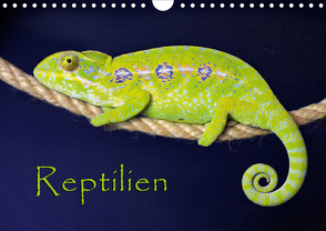 Reptilien (Wandkalender 2021 DIN A4 quer) von Sushi,  der