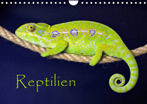 Reptilien (Wandkalender 2022 DIN A4 quer) von Sushi,  der