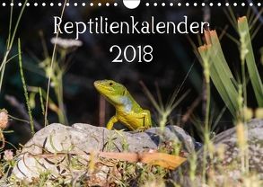 Reptilienkalender 2018 (Wandkalender 2018 DIN A4 quer) von Fotos, Zill,  Michael