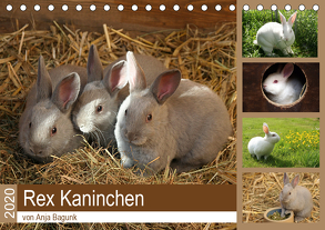 Rex – Kaninchen (Tischkalender 2020 DIN A5 quer) von Bagunk,  Anja