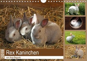 Rex – Kaninchen (Wandkalender 2019 DIN A4 quer) von Bagunk,  Anja