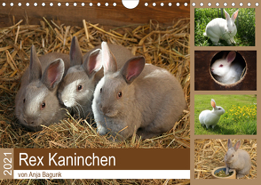 Rex – Kaninchen (Wandkalender 2021 DIN A4 quer) von Bagunk,  Anja