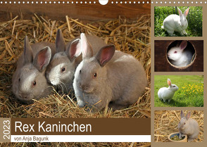 Rex – Kaninchen (Wandkalender 2023 DIN A3 quer) von Bagunk,  Anja