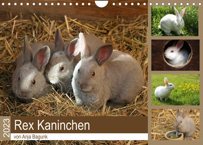 Rex – Kaninchen (Wandkalender 2023 DIN A4 quer) von Bagunk,  Anja