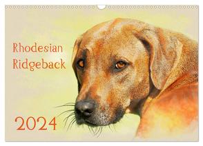 Rhodesian Ridgeback 2024 (Wandkalender 2024 DIN A3 quer), CALVENDO Monatskalender von Redecker,  Andrea