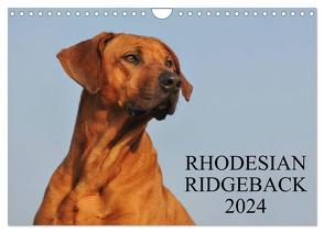 Rhodesian Ridgeback 2024 (Wandkalender 2024 DIN A4 quer), CALVENDO Monatskalender von Starick,  Sigrid