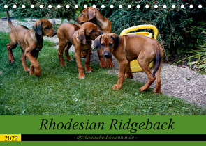 Rhodesian Ridgeback – afrikanische Löwenhunde (Tischkalender 2022 DIN A5 quer) von Behrens,  Dagmar