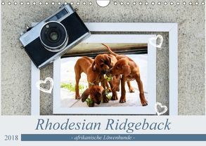 Rhodesian Ridgeback – afrikanische Löwenhunde (Wandkalender 2018 DIN A4 quer) von Behrens,  Dagmar