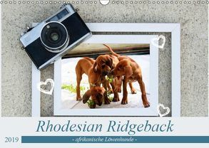Rhodesian Ridgeback – afrikanische Löwenhunde (Wandkalender 2019 DIN A3 quer) von Behrens,  Dagmar