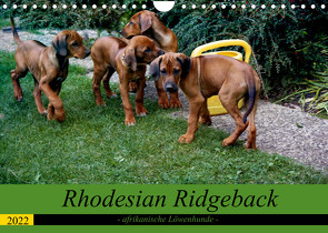 Rhodesian Ridgeback – afrikanische Löwenhunde (Wandkalender 2022 DIN A4 quer) von Behrens,  Dagmar