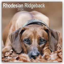 Rhodesian Ridgeback – Afrikanischer Löwenhund 2024 – 16-Monatskalender