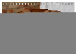 Rhodesian Ridgeback Augen-Blicke (Tischkalender 2024 DIN A5 quer), CALVENDO Monatskalender von Behrens,  Dagmar