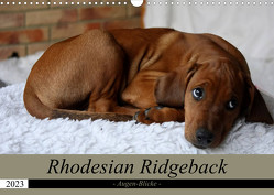 Rhodesian Ridgeback Augen-Blicke (Wandkalender 2023 DIN A3 quer) von Behrens,  Dagmar