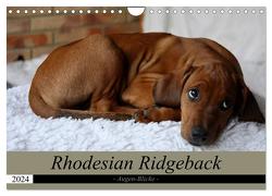Rhodesian Ridgeback Augen-Blicke (Wandkalender 2024 DIN A4 quer), CALVENDO Monatskalender von Behrens,  Dagmar