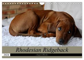 Rhodesian Ridgeback Augen-Blicke (Wandkalender 2024 DIN A4 quer), CALVENDO Monatskalender von Behrens,  Dagmar