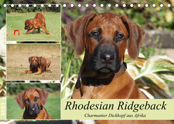 Rhodesian Ridgeback – Charmanter Dickkopf aus Afrika (Tischkalender 2023 DIN A5 quer) von Bodsch,  Birgit