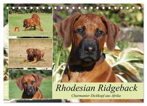 Rhodesian Ridgeback – Charmanter Dickkopf aus Afrika (Tischkalender 2024 DIN A5 quer), CALVENDO Monatskalender von Bodsch,  Birgit