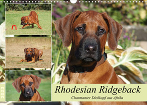 Rhodesian Ridgeback – Charmanter Dickkopf aus Afrika (Wandkalender 2023 DIN A3 quer) von Bodsch,  Birgit