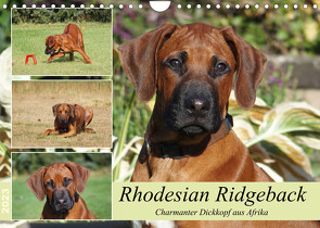 Rhodesian Ridgeback – Charmanter Dickkopf aus Afrika (Wandkalender 2023 DIN A4 quer) von Bodsch,  Birgit