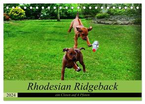 Rhodesian Ridgeback ein Clown auf 4 Pfoten (Tischkalender 2024 DIN A5 quer), CALVENDO Monatskalender von Behrens,  Dagmar