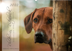 Rhodesian Ridgeback – Herzen auf vier Pfoten (Wandkalender 2022 DIN A2 quer) von Mischnik,  Sabrina