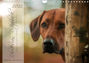 Rhodesian Ridgeback – Herzen auf vier Pfoten (Wandkalender 2022 DIN A4 quer) von Mischnik,  Sabrina