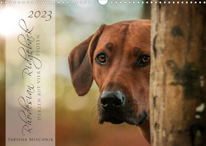 Rhodesian Ridgeback – Herzen auf vier Pfoten (Wandkalender 2023 DIN A3 quer) von Mischnik,  Sabrina