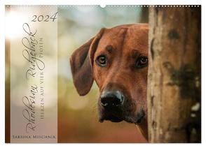 Rhodesian Ridgeback – Herzen auf vier Pfoten (Wandkalender 2024 DIN A2 quer), CALVENDO Monatskalender von Mischnik,  Sabrina