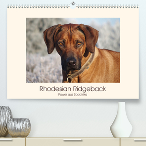 Rhodesian Ridgeback Power aus Südafrika (Premium, hochwertiger DIN A2 Wandkalender 2021, Kunstdruck in Hochglanz) von Bodsch,  Birgit