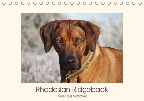 Rhodesian Ridgeback Power aus Südafrika (Tischkalender 2020 DIN A5 quer) von Bodsch,  Birgit