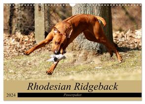 Rhodesian Ridgeback Powerpaket (Wandkalender 2024 DIN A3 quer), CALVENDO Monatskalender von Behrens,  Dagmar